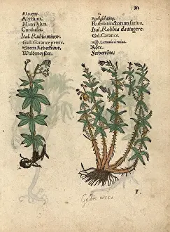 Rubia: Sweetscented bedstraw, Galium odoratum, and