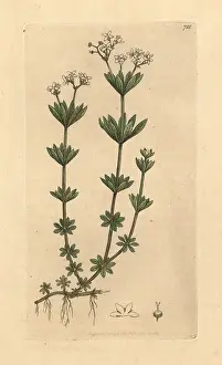 Woodruff: Sweetscented bedstraw, Galium odoratum