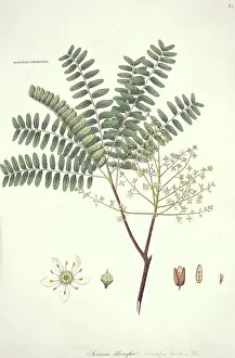 Mahogany: Swietenia chloroxylon, mahogany