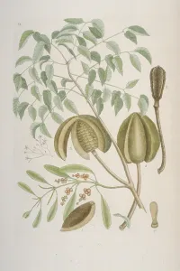 Mahogany: Swietenia sp. mahogony tree