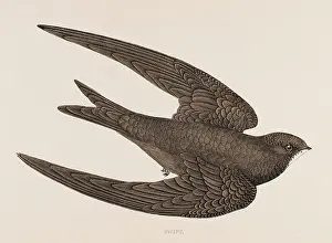 Apus: SWIFT (MORRIS)