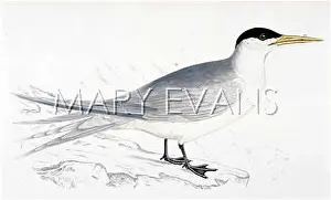 Sterna: SWIFT TERN (MORRIS)