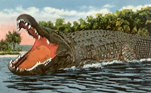 Alligator: Swimming Alligator