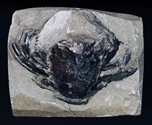 Fortey: Swimming crab fossil