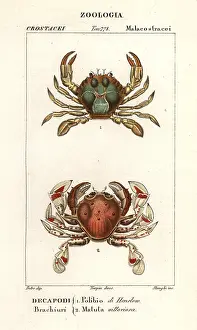 Bosc: Swimming crab and moon crab
