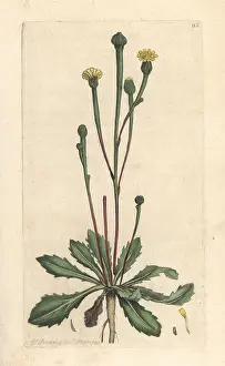 Minima: Swine's succory, Arnoseris minima