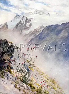Oxlip: SWISS ALPS/ARGENTINE