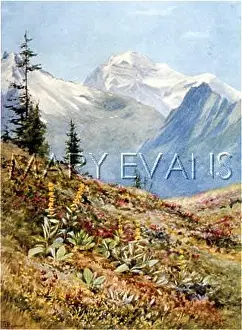 Gentian: SWISS ALPS/COL BALME