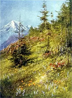 Barbata: SWISS ALPS/COL FORCLAZ
