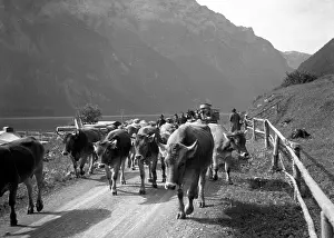 Herding: Swiss Alps: herding the cows