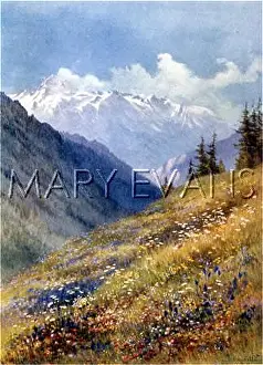 Soldanella: SWISS ALPS/LES PLANS
