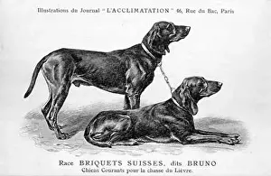 Suisses: Swiss Bruno Dog