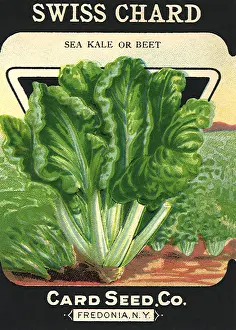 Chard: Swiss Chard Seed Packet