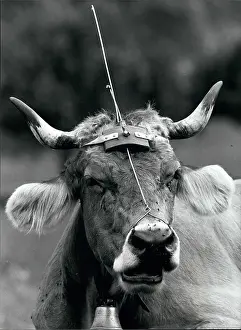 Whenever: Swiss cow with antenna security device