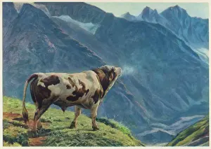 SWISS COW LOWING
