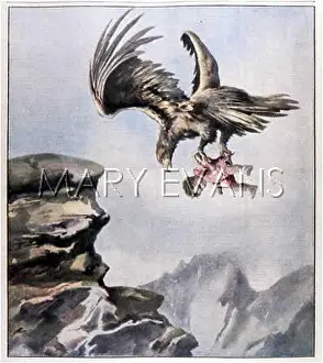 Unharmed: SWISS EAGLE ABDUCTS