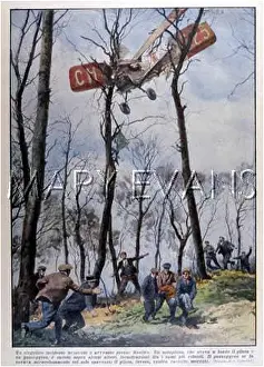 Treetop: SWISS FLYER IN TREE