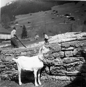 Berne: Swiss goat, Berne, Switzerland