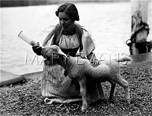 Brienz: SWISS SHEEP GETS MILK