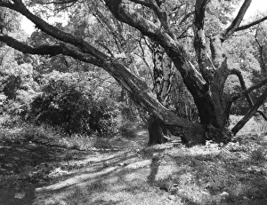 Charnwood: SWITHLAND WOODS
