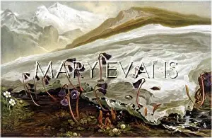 Snows: SWITZERLAND/ALPINE SCENE
