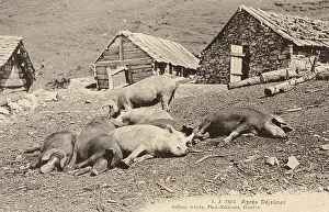 Sows: Switzerland - Pigs take a nap after lunch