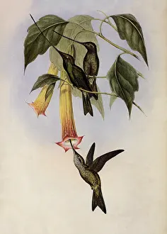 Nectar: Sword-Bill, Docimastes Ensiferus