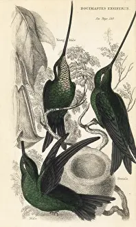 Ensifera: Sword-billed hummingbird, Ensifera ensifera