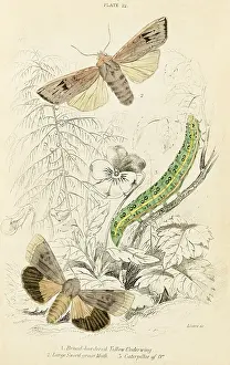Underwing: SWORD GRASS MOTH, Y.UND