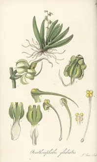 William Blackwood: Sword-leaved ornithocephalus orchid, Ornithocephalus