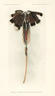 Hoen: Sword of the Thle'wekwe, Sword Swallower Fraternity