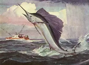 Foam: Swordfish Free For Now