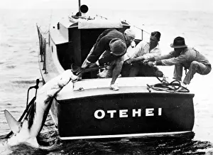 Kiwi: SWORDFISH HAUL!