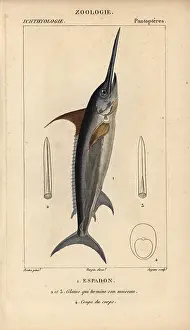 Gladius: Swordfish, Xiphias gladius