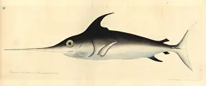 Gladius: Swordfish, Xiphias gladius