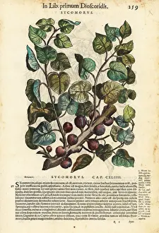 Mattioli: Sycamore fig tree, Ficus sycomorus