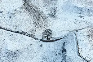 Hadrians: Sycamore Gap Tree on Hadrians Wall in the snow