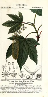 Cucumber: Sycamore maple or planetree maple, Acer pseudoplatanus