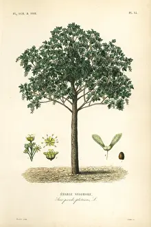 Maubert: Sycamore maple tree, Acer pseudoplatanas