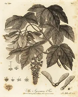 Arborist: Sycamore Tree, Acer pseudoplatanus