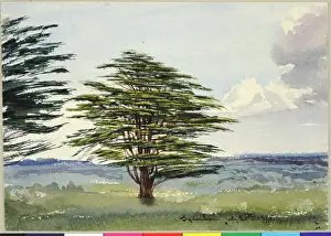 Lebanon: Sydenham Cedar of Lebanon