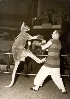 Medrano: Sydney, the boxing kangaroo, in Medrano Circus, Paris