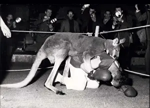 Medrano: Sydney, the boxing kangaroo, in Medrano Circus, Paris