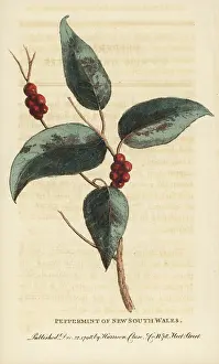 Eucalyptus: Sydney peppermint, Eucalyptus piperita