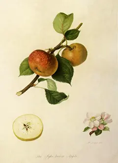 Leafed: Syke House Apples