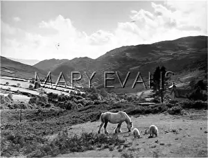 Merionethshire: SYLFAEN VALLEY