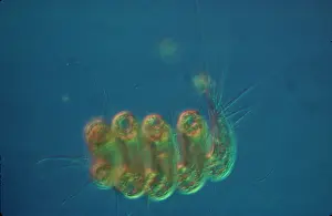 Multicoloured: Sylligheri hirsuta