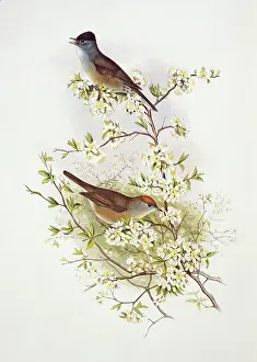 Sylviidae: Sylvia atricapilla, blackcap