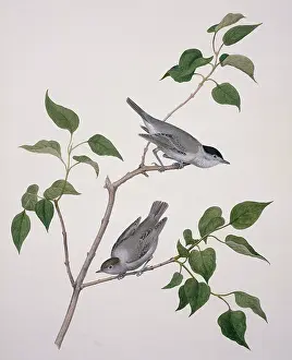 Citrus: Sylvia atricapilla, blackcap