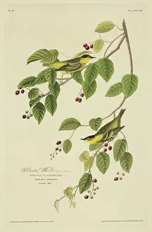 Carbonated: Sylvia Carbanta, carbonated warbler